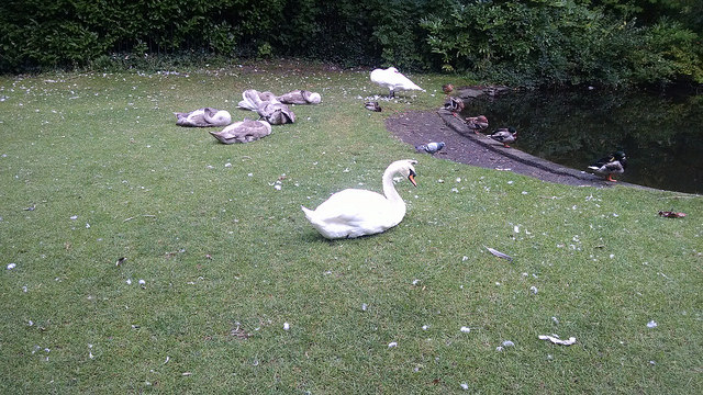 Swans at Saint Stephens Green
