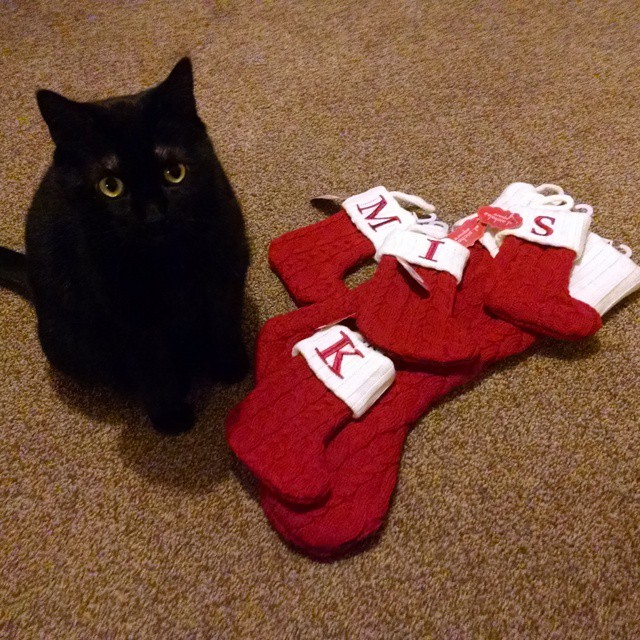 My cat with our Christmas stockings