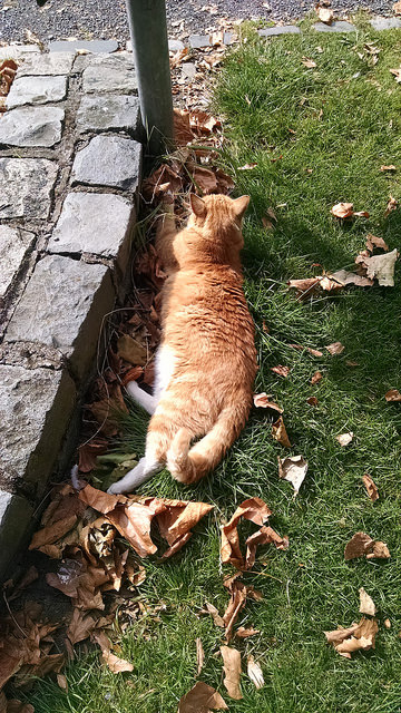 Grumpy Irish Ginger Cat