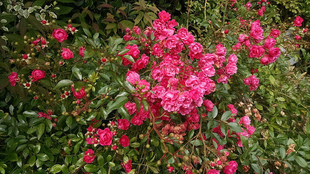 Pink baby roses at Avoca Handweavers